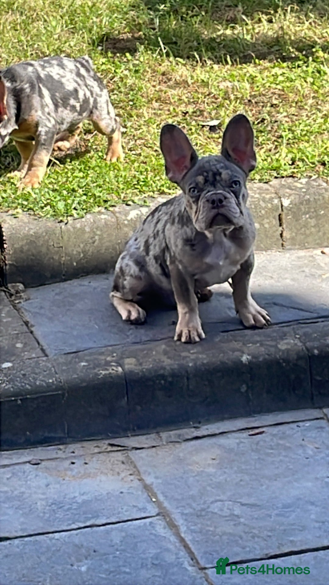 French Bulldog dogs for sale: Kc registered 12 week old French. Bulldogs  - Image 11