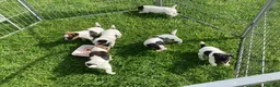 Parson Russell dogs for sale: Beautiful Parsons Jack Russell Terrier Puppies - Advert 3