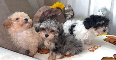 Maltipoo dogs - Advert 9