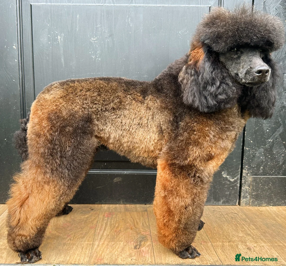 Miniature Poodle dogs for stud: KC Agouti Phantom Miniature Poodle for Stud in Bury Saint Edmunds - Advert 6