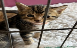 British Shorthair cats for sale: Beautiful playful kittens  - Image 2