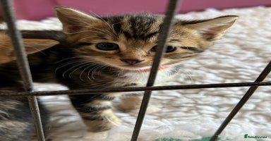 British Shorthair cats - Advert 3