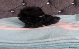 Maltipoo dogs for sale: Maltipoo puppies for sale  - Image 7