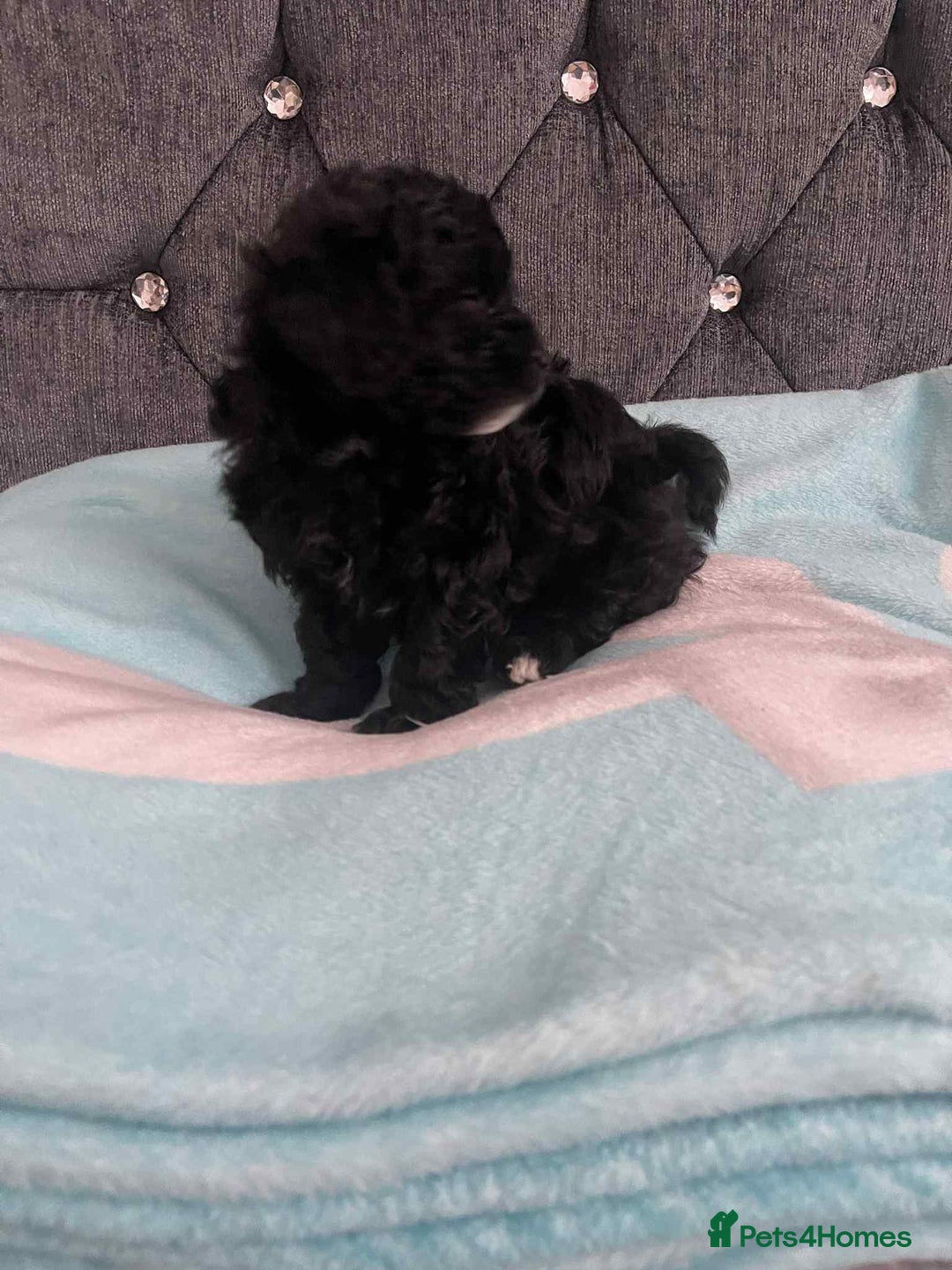 Maltipoo dogs for sale: Maltipoo puppies for sale  - Image 7