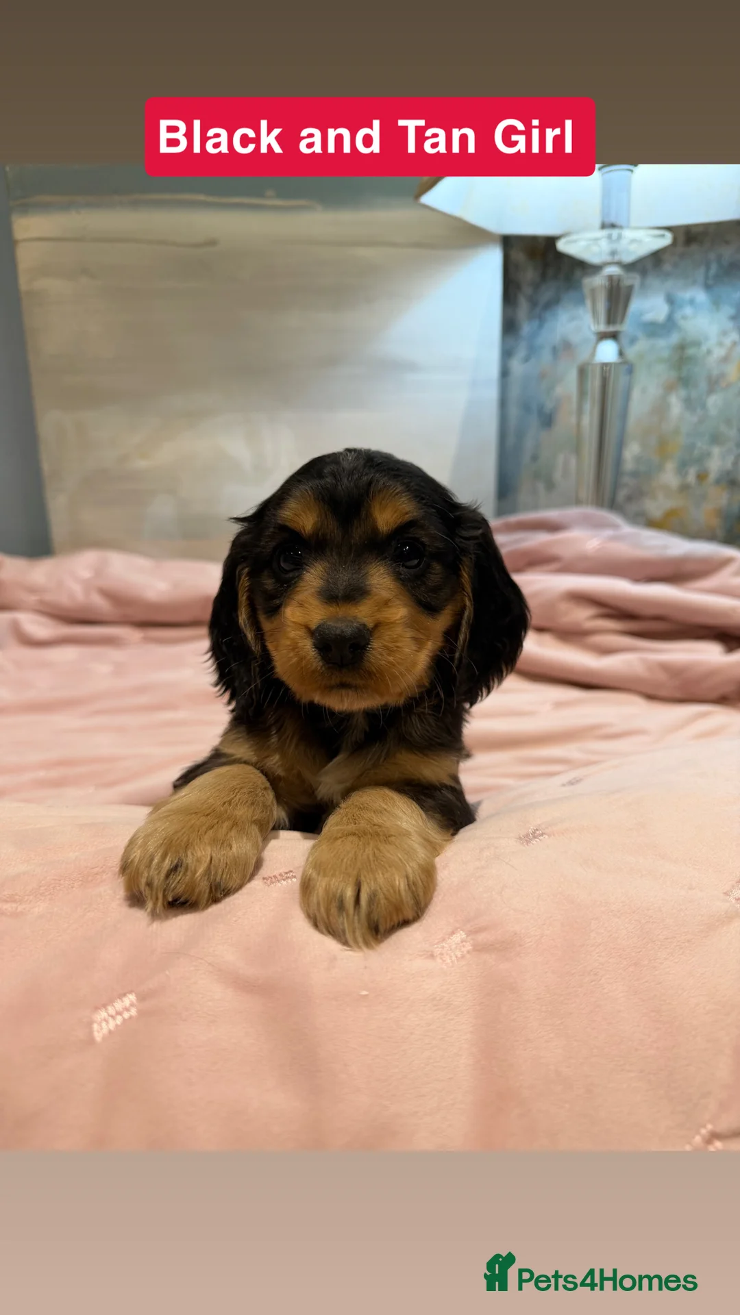 Cockapoo dogs for sale: Cockapoos  - Advert 21