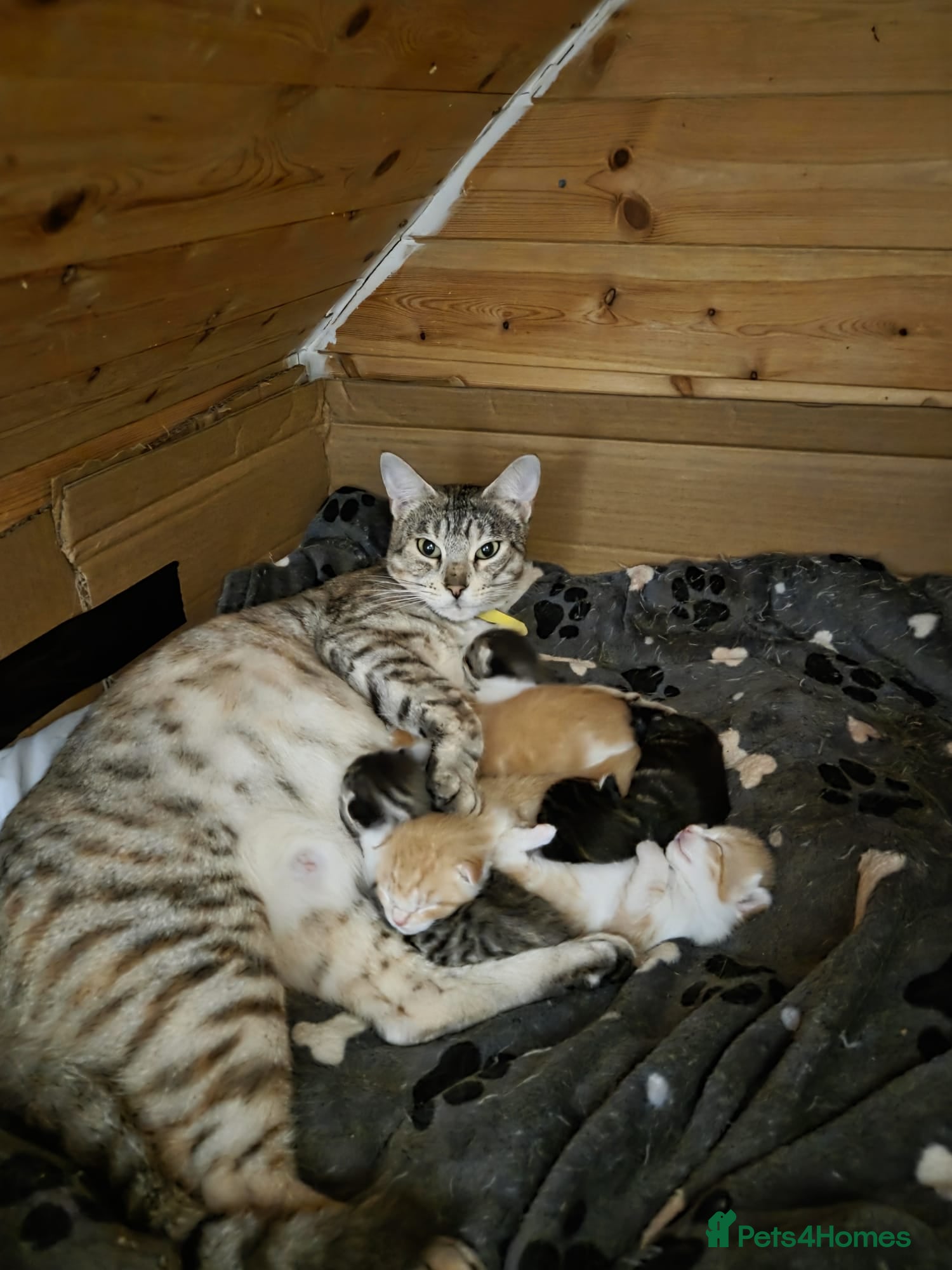 Mixed Breed cats Beautiful mixed breed kittens for sale - Advert 2