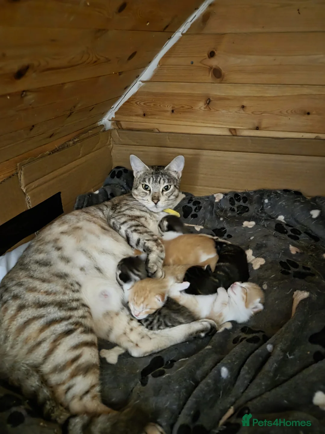 Mixed Breed cats for sale: Beautiful mixed breed kittens for sale - Advert 1