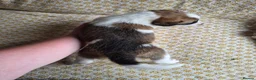 Border Collie dogs for sale: Border Collie puppies for sale in Crediton - Advert 17