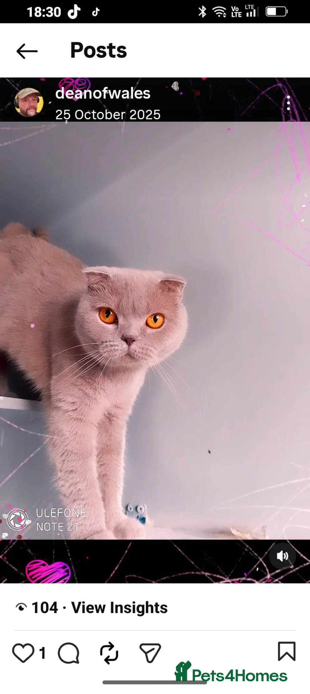British Shorthair cats for sale: British short hair fold  - Advert 2