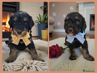 Cavapoo dogs STUNNING FULLY HEALTH TESTED F1B CAVAPOO - Advert 14