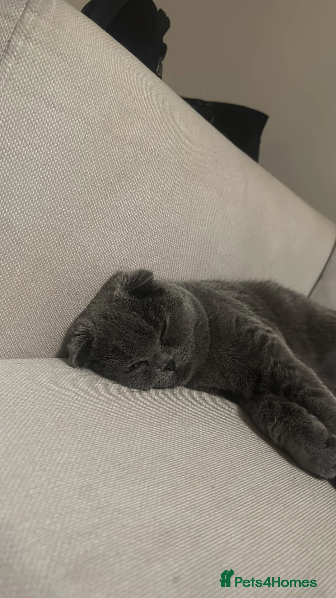 Scottish Fold cats for sale: Scottish fold kitten - GUCCI  - Advert 2