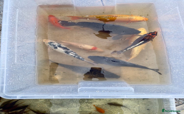 Koi Carp fish - Advert 7