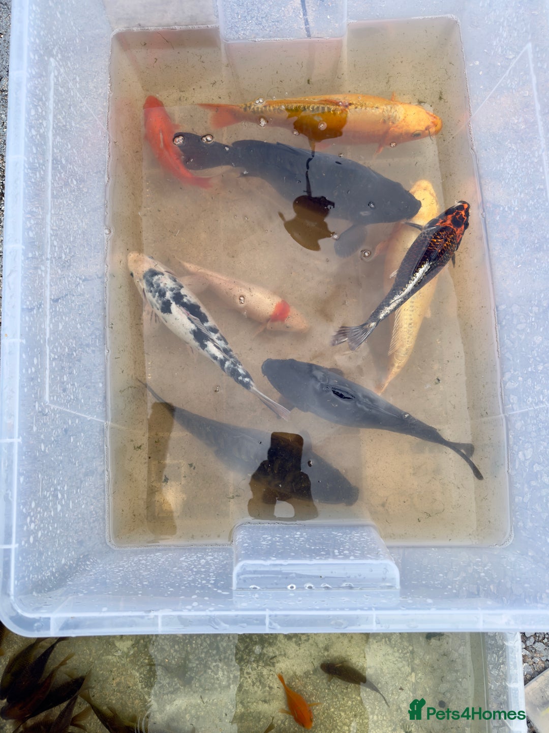 Koi Carp fish for sale: Koi for Sale - Image 1