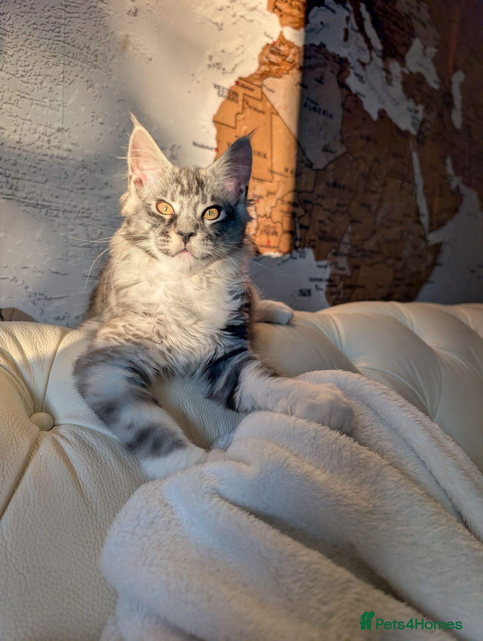 Maine Coon cats Male Maine Coon Kitten. Both parents can be seen  - Advert 5