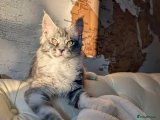 Maine Coon cats Male Maine Coon Kitten. Both parents can be seen - Advert 5