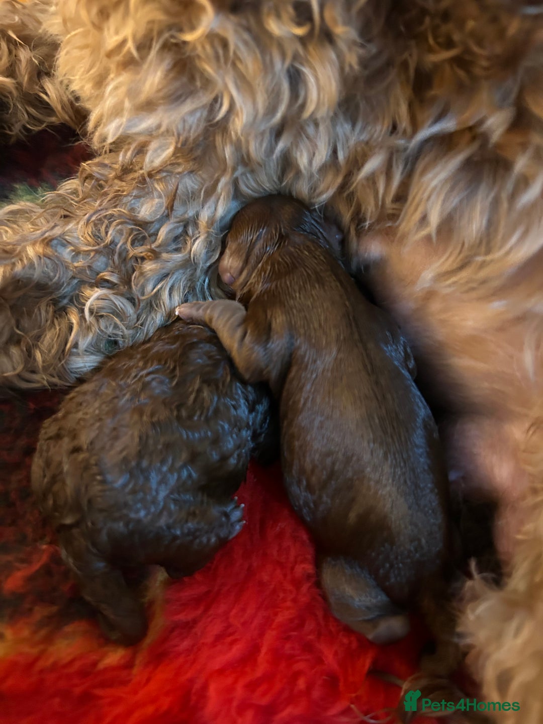 Cavapoo dogs for sale: 💫 TOY CAVAPOO PUPPYS HEALTH TESTED 💫  - Image 5