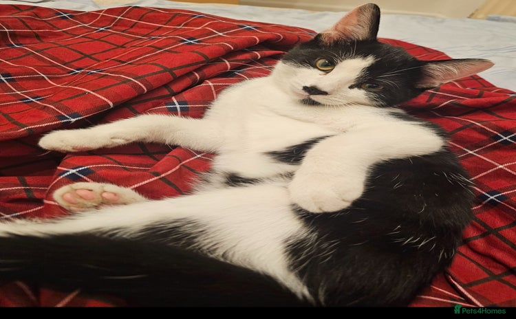 Mixed Breed cats - Advert 20