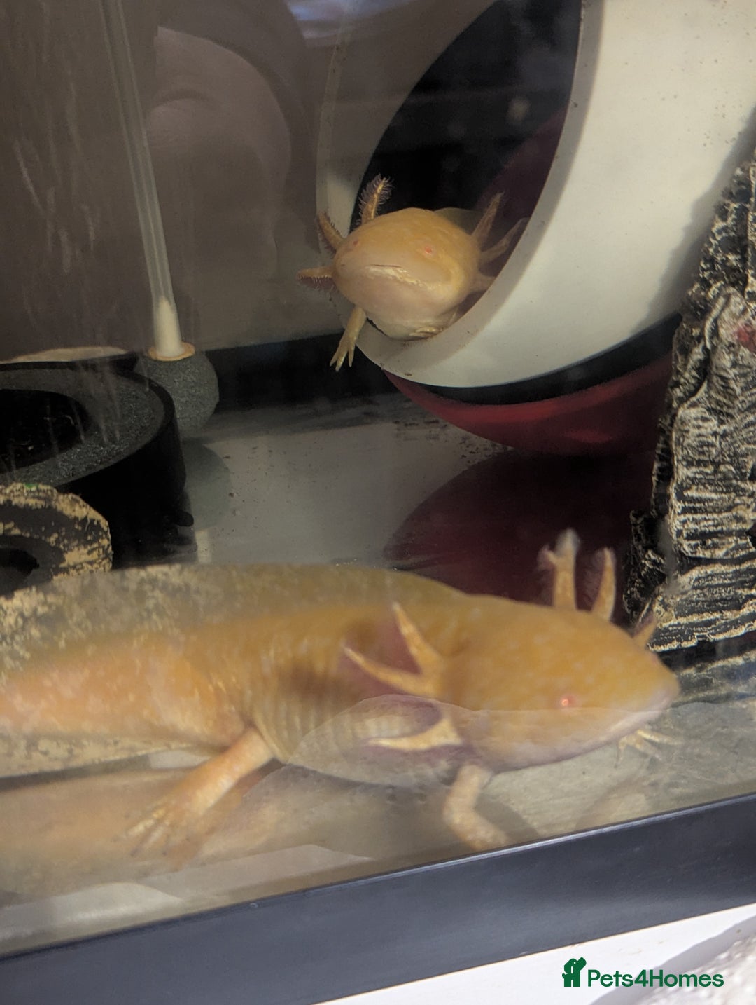 Axolotl reptiles for sale: Two Gold / Yellow Axolotl  - Advert 2