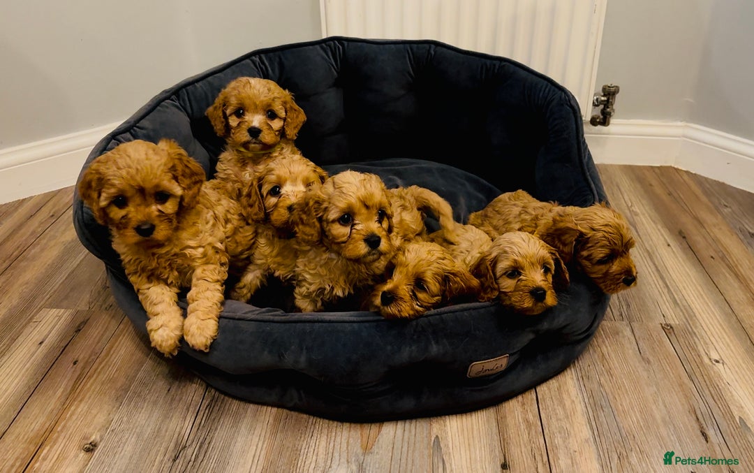 Cavapoo dogs for sale: Extensive DNA & Heart tested quality Cavapoo pups - Image 3