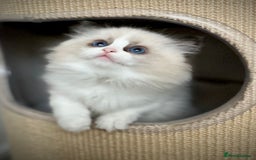 Ragdoll cats for sale: Exquisite Seal Bicolour Ragdoll Boys dolly face - Image 11