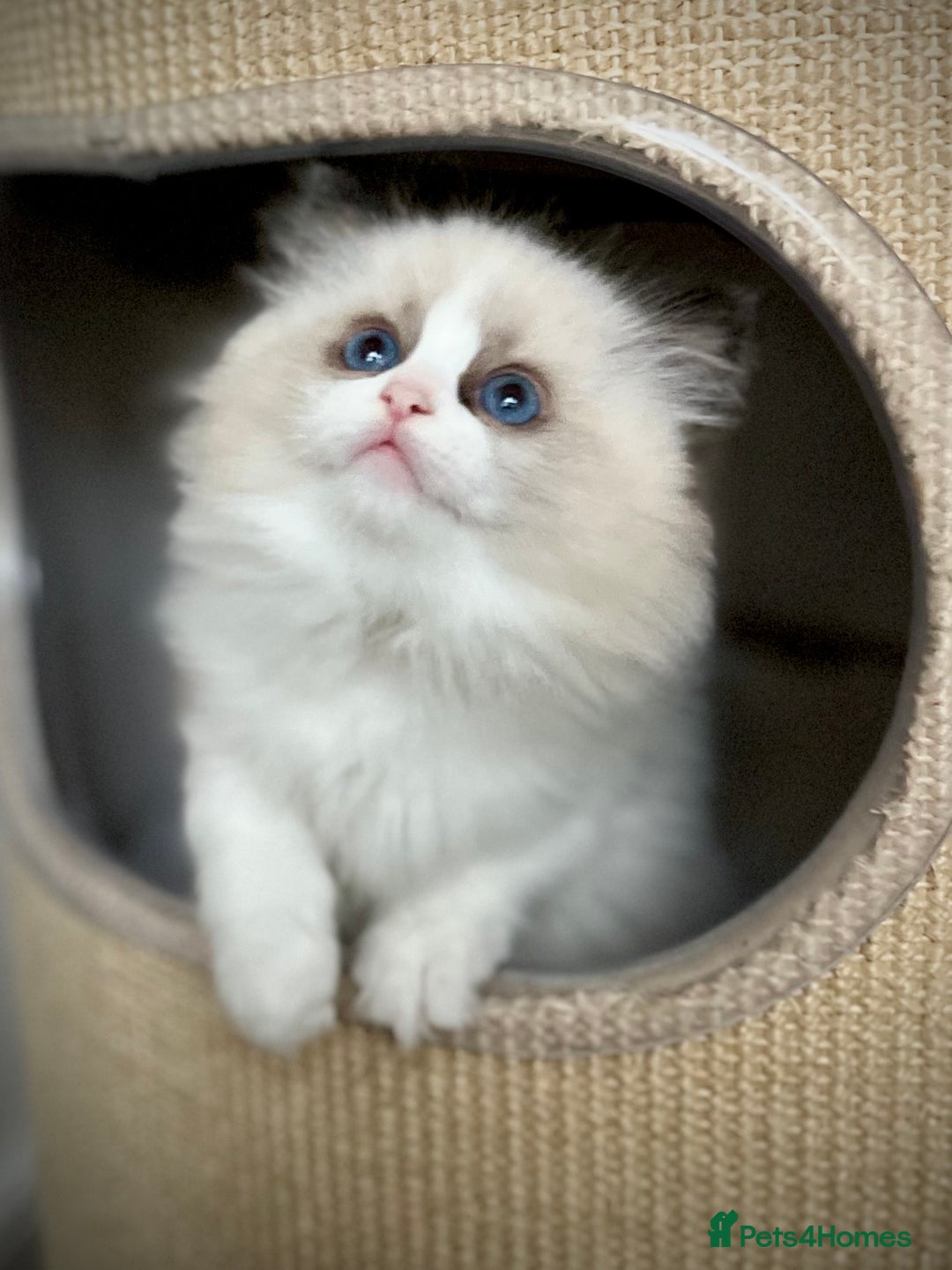 Ragdoll cats for sale: Exquisite Seal Bicolour Ragdoll Boys dolly face - Image 11