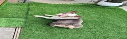 French Bulldog dogs for sale: Stunning Husky Blue French Bulldog Female - Advert 8