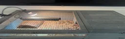 Tortoise reptiles for sale: Horsefield tortoise  in Littleborough - Advert 2