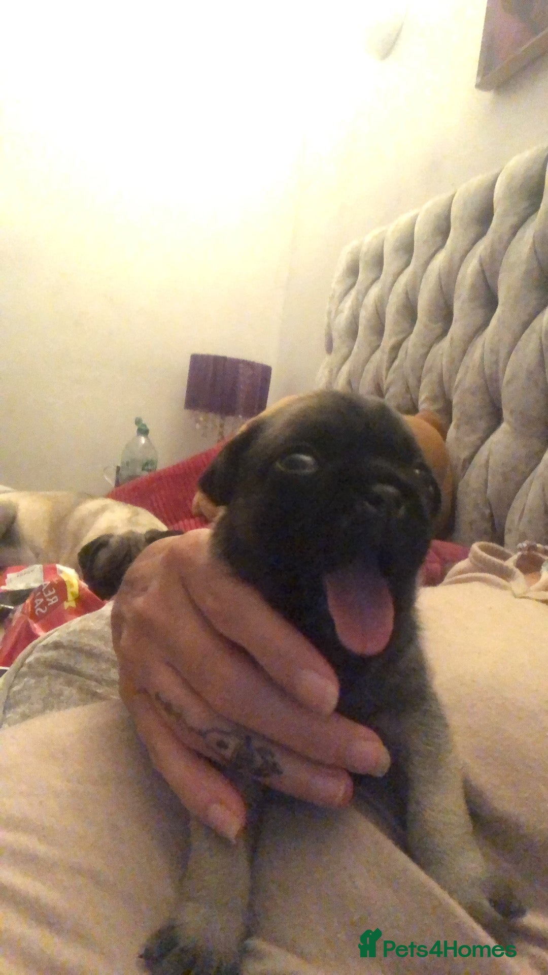 Pug dogs for sale: Pug puppies - Image 21