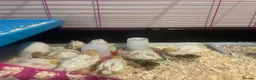 Quail poultry for sale: ** QUAIL HATCHING EGGS ** - Advert 6