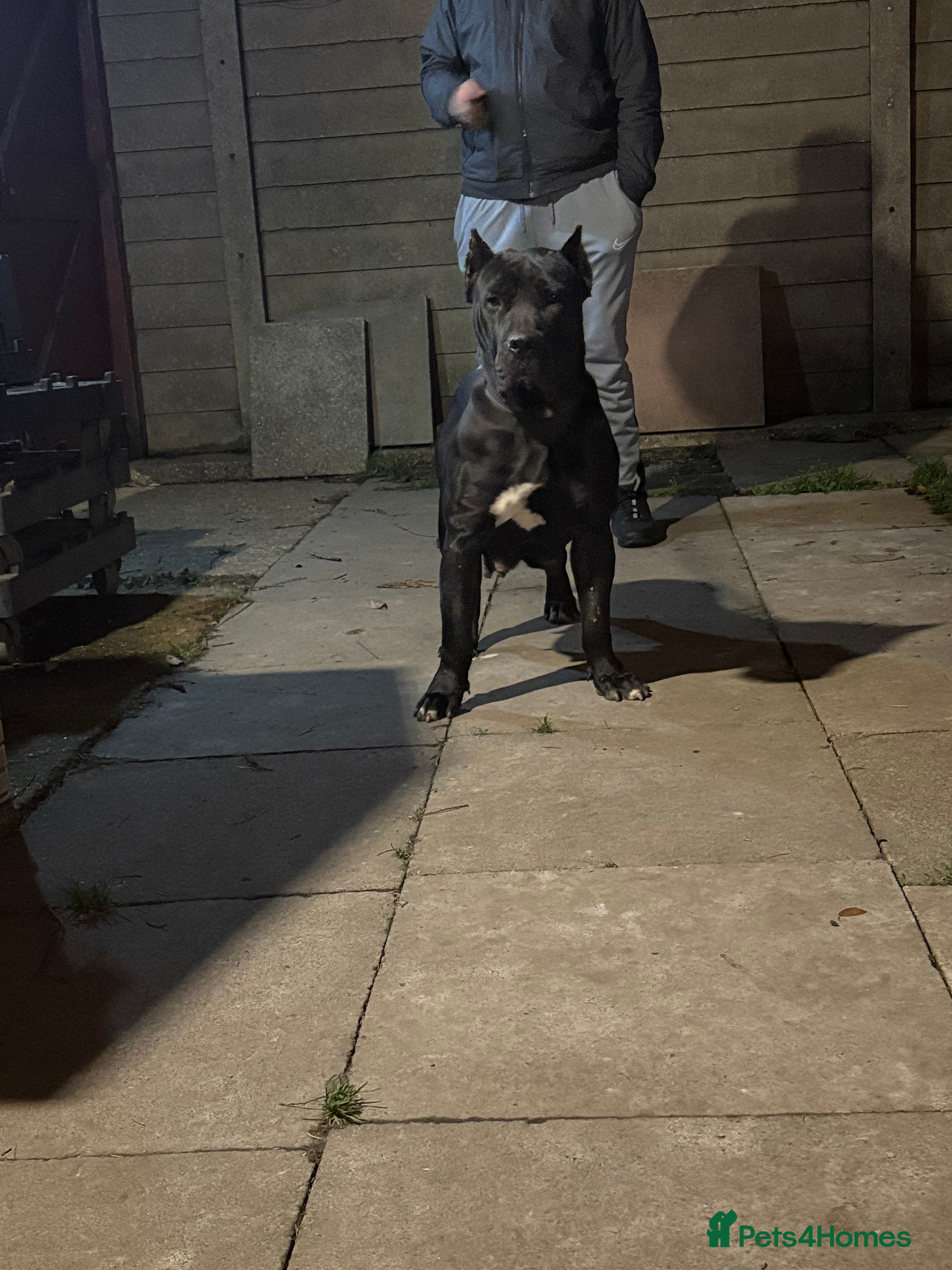 Presa Canario dogs Presa canario bloodline puppies for sale. - Advert 1