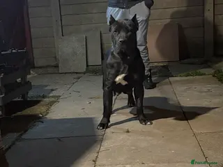 Presa Canario dogs Presa canario bloodline puppies for sale. - Advert 1