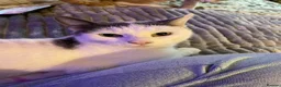 Mixed Breed cats for sale: Meet Zulu in Newport - Advert 2