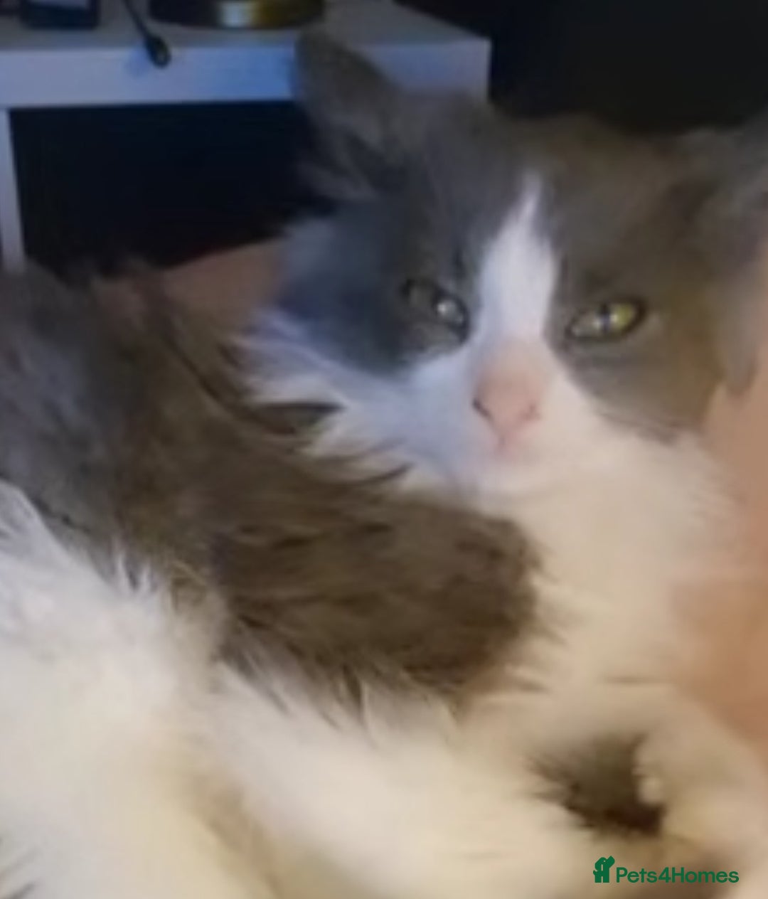 Ragdoll cats for sale: Ragdoll x - Image 4