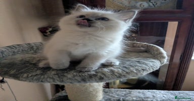 Ragdoll cats - Advert 3