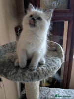 Ragdoll cats - Advert 3