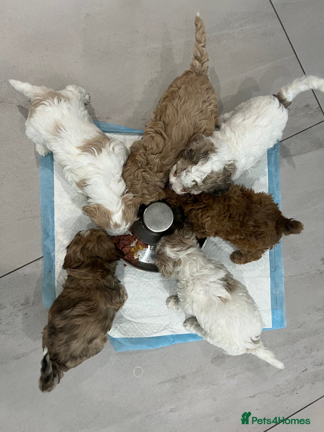 Cavapoochon dogs for sale: 6 beautiful Cavapoochons for sale. Wilmslow. - Image 5