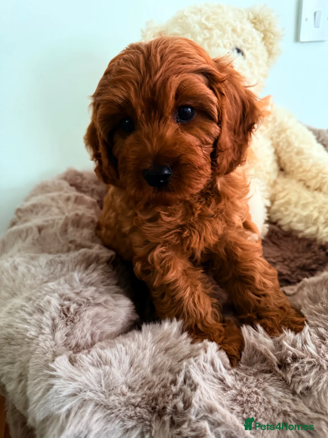 Cavapoo dogs for sale: F1, Full DNA tested & health checked clear parents - Advert 1