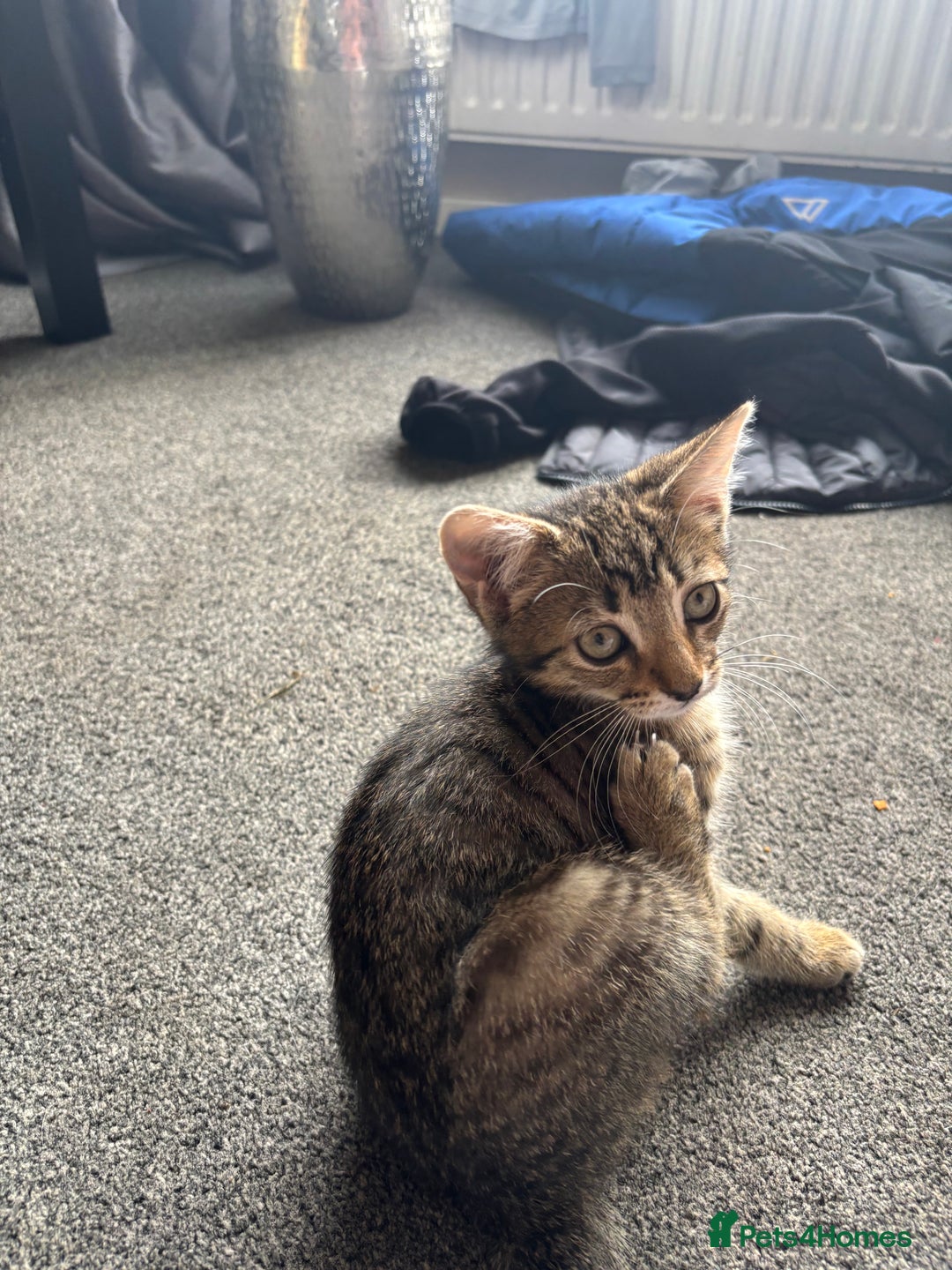 Mixed Breed cats for sale: Tigger 2 months old £20  - Image 5
