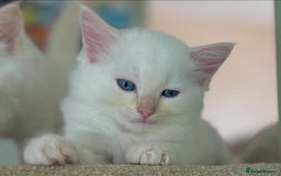 Ragdoll cats for sale: Stunning TICA reg Flame/Cream Boy - Image 7