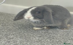 Mini Lop rabbits for sale: Mini Lops - Image 2