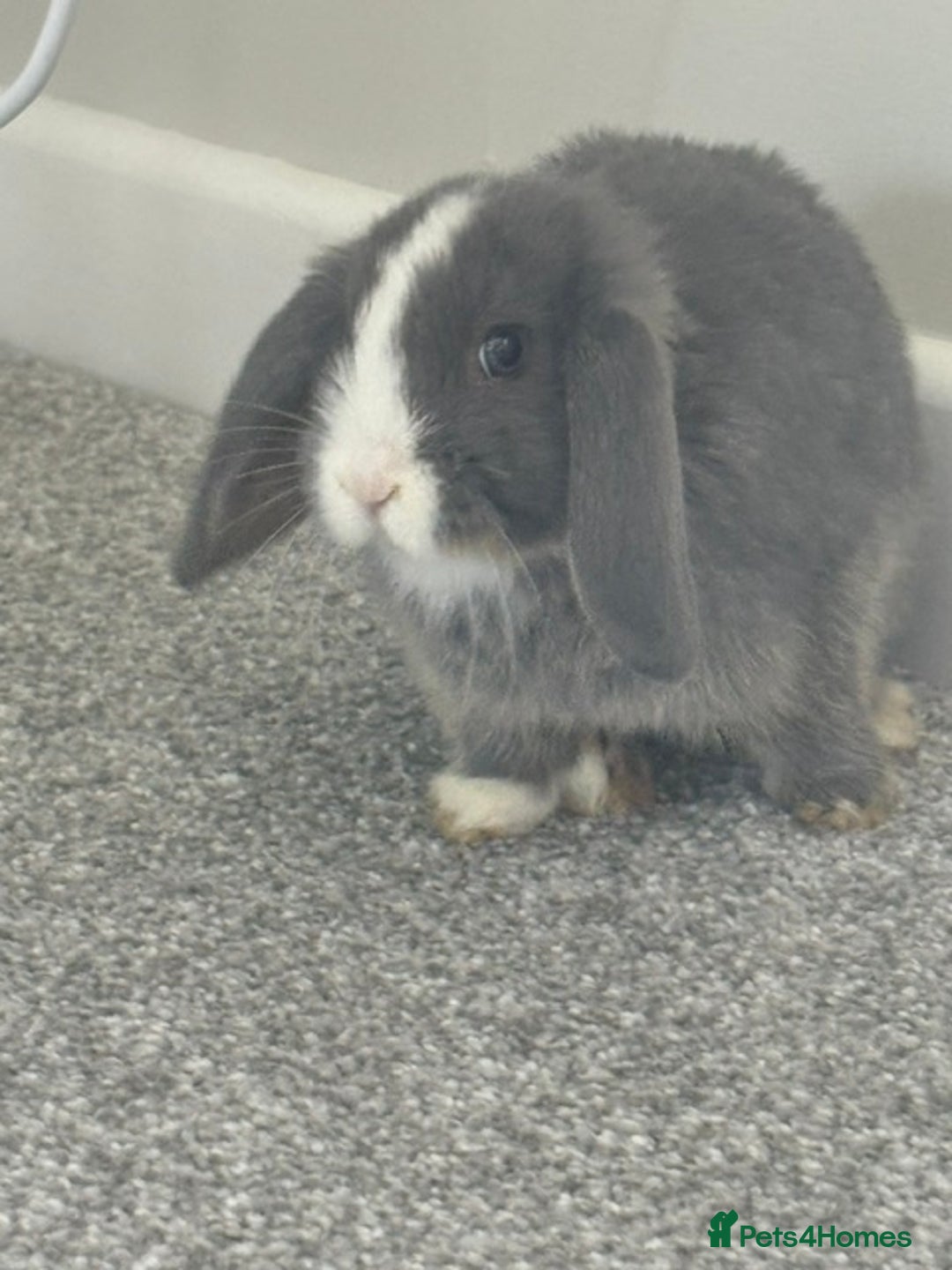 Mini Lop rabbits for sale: Mini Lops - Image 2