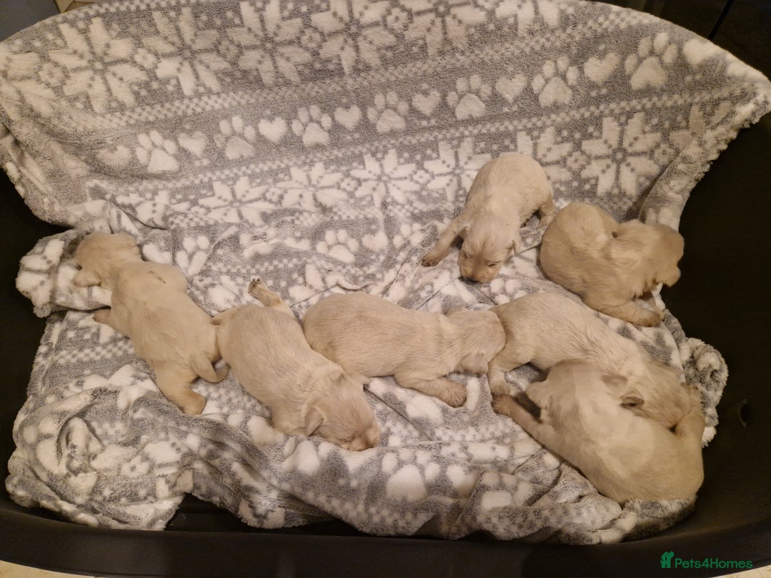 Miniature Schnauzer dogs for sale: Miniature schnauzer READY 21 DECEMBER  - Advert 5