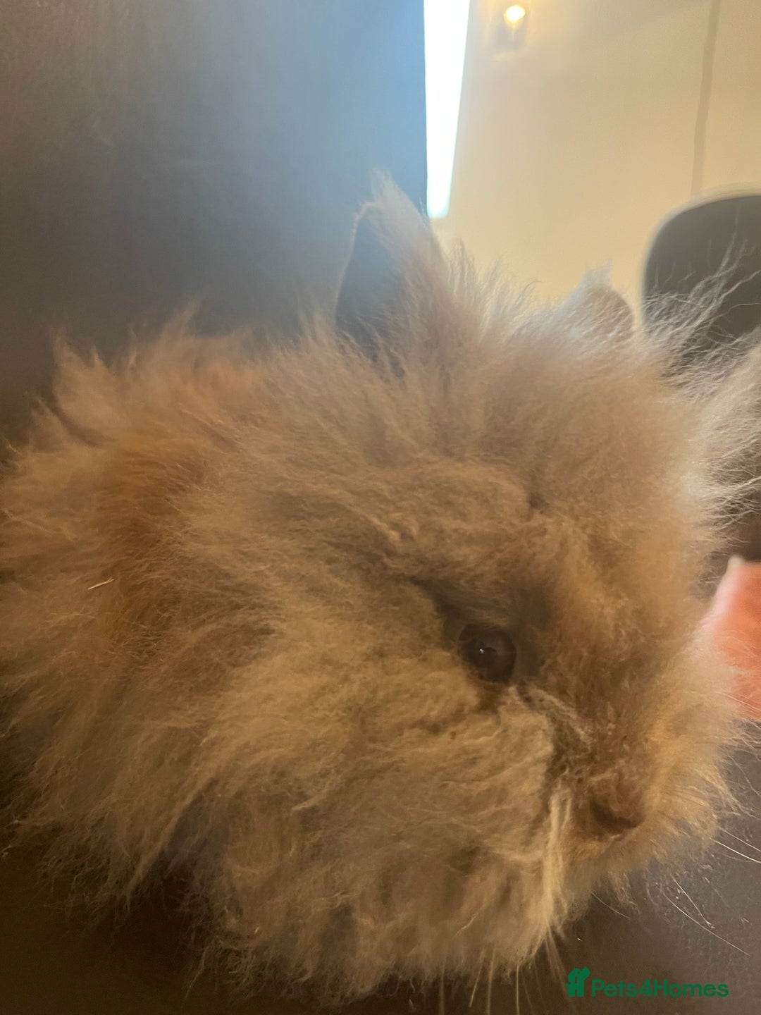 Lionhead rabbits for sale: Cute fluffy lionhead rabbits for sale!!! - Image 9