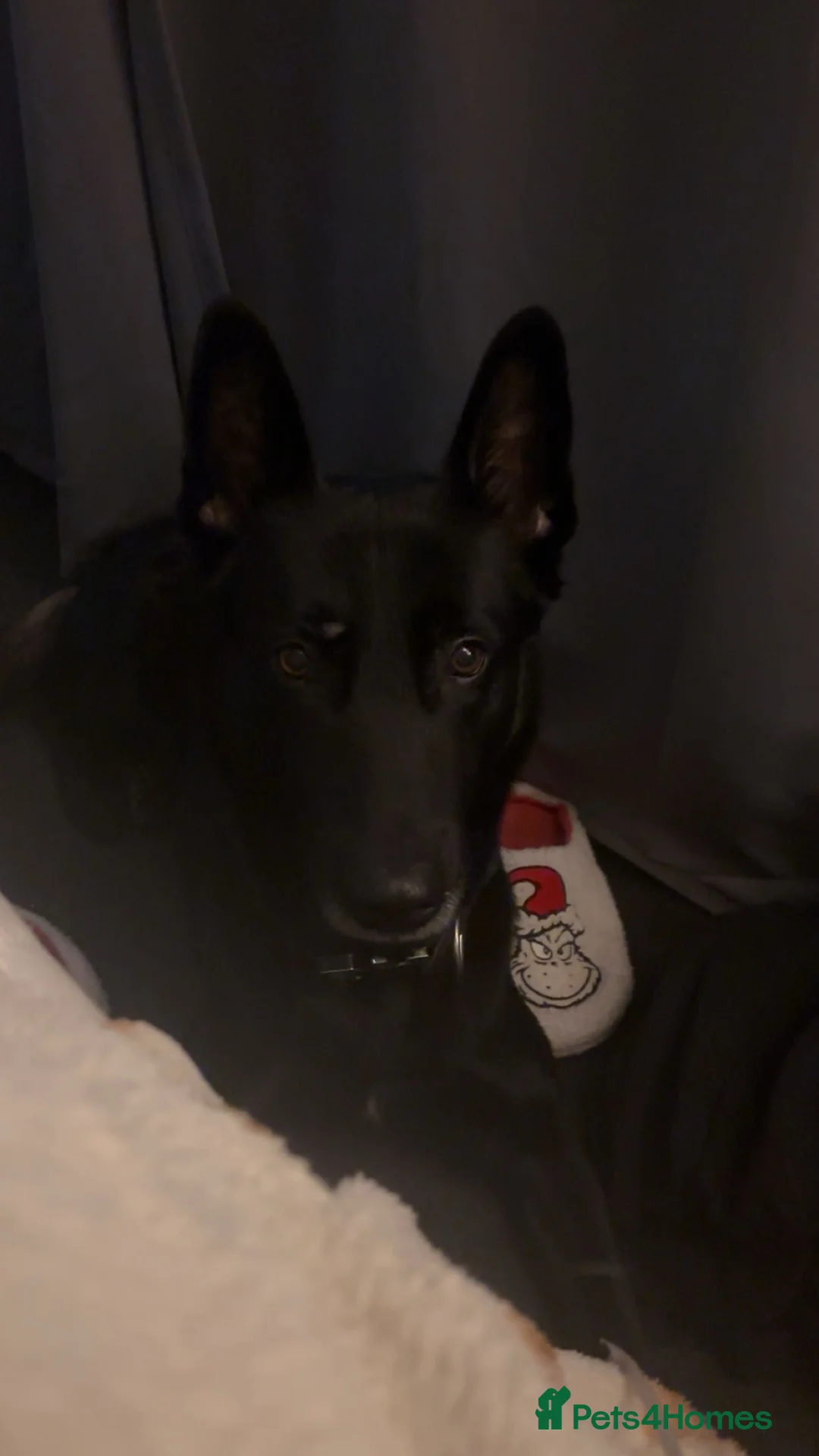 Belgian Shepherd Dog dogs for stud: Belgium malinois  - Advert 2