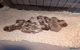 Miniature Dachshund dogs for stud: Miniature Dachshund Stud dog - Image 2