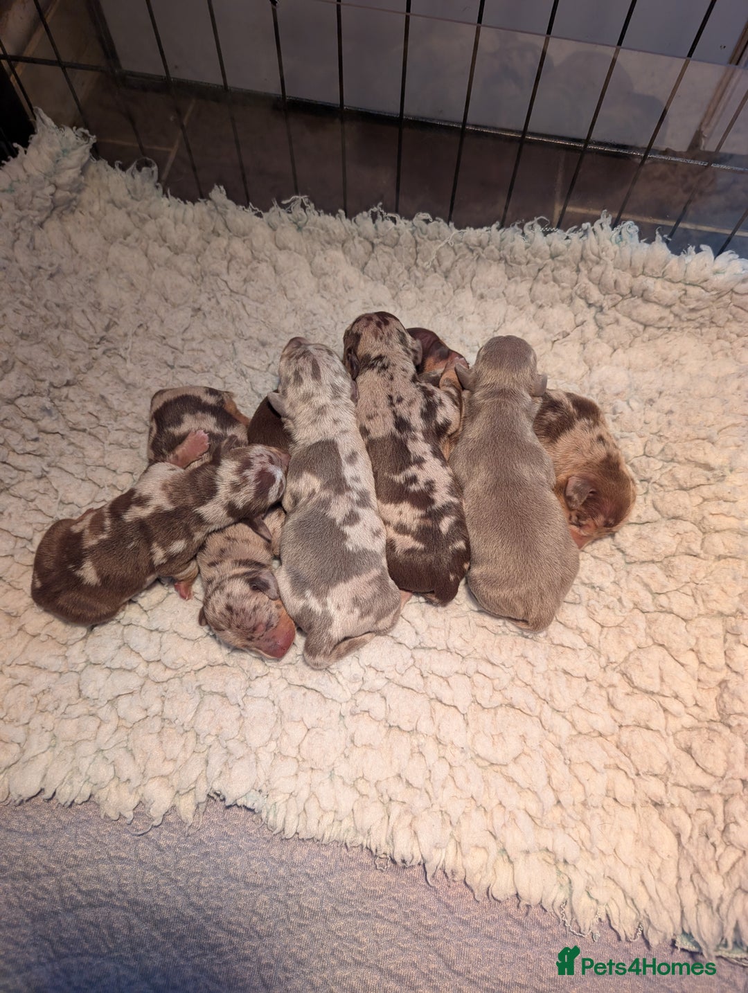 Miniature Dachshund dogs for stud: Miniature Dachshund Stud dog - Image 2