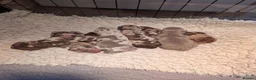 Miniature Dachshund dogs for stud: Miniature Dachshund Stud dog - Advert 2