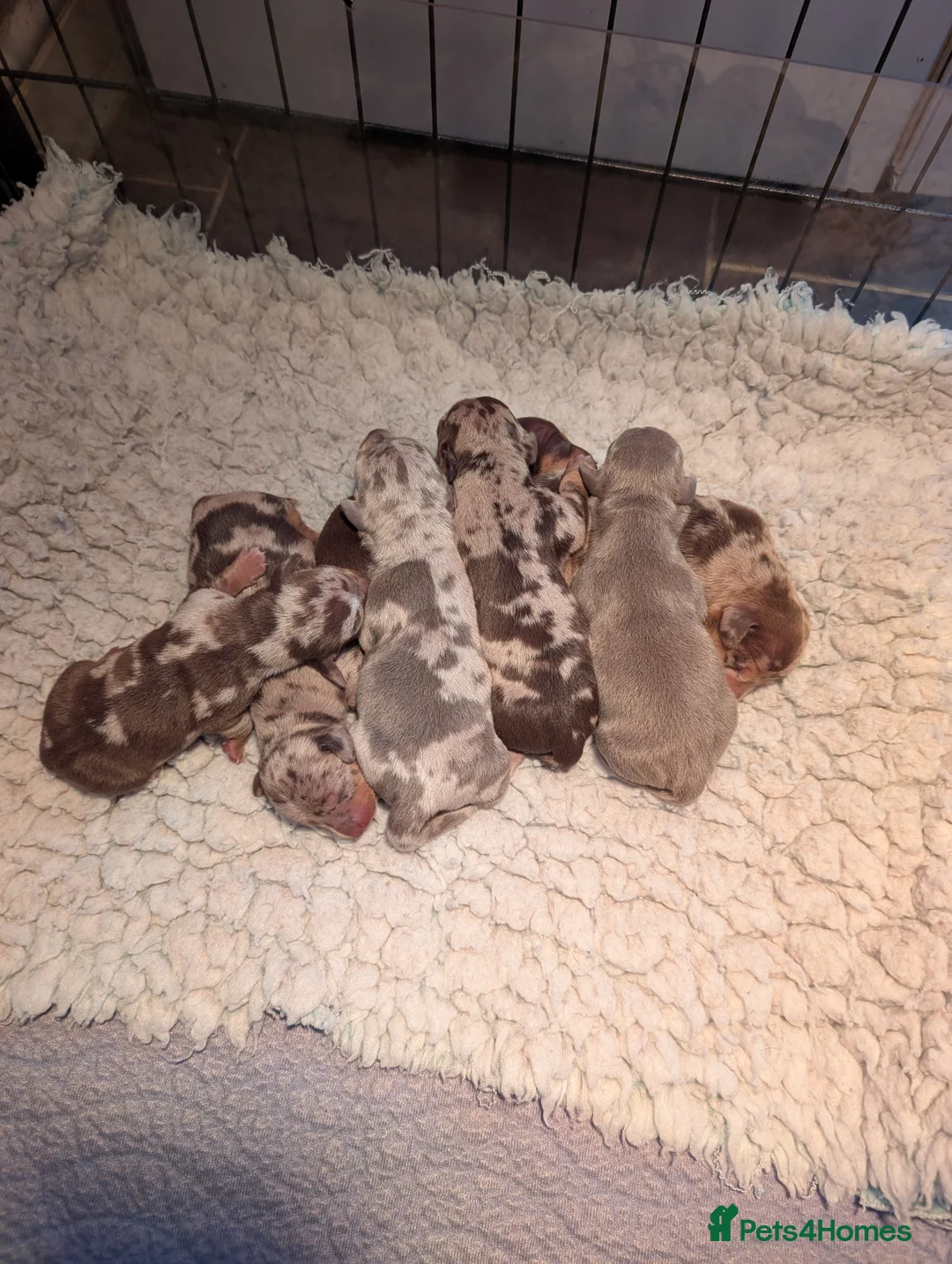 Miniature Dachshund dogs for stud: Miniature Dachshund Stud dog - Advert 2