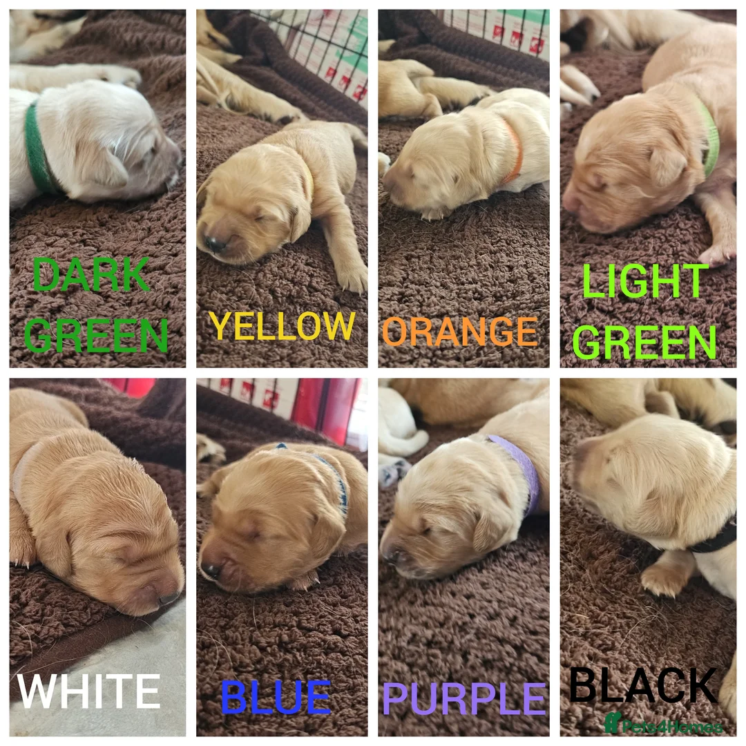 Golden Retriever dogs for sale: KC Golden Retriever Puppies. Exceptional Lines!💫 - Advert 2