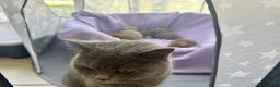 British Shorthair cats for sale: GCCF Registered BSH/BLH Kittens - Advert 14